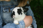 Visit an animal petting zoo / farm