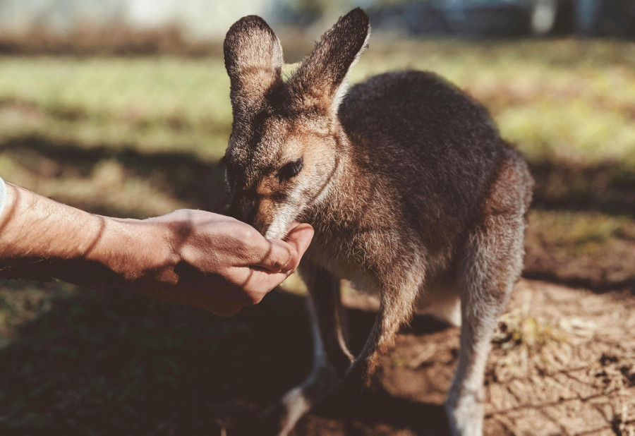 petting animals