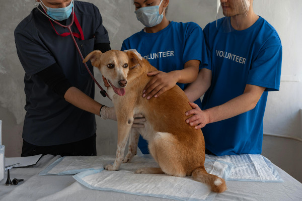 How to Volunteer at an Animal Shelter: A Step-by-Step Guide
