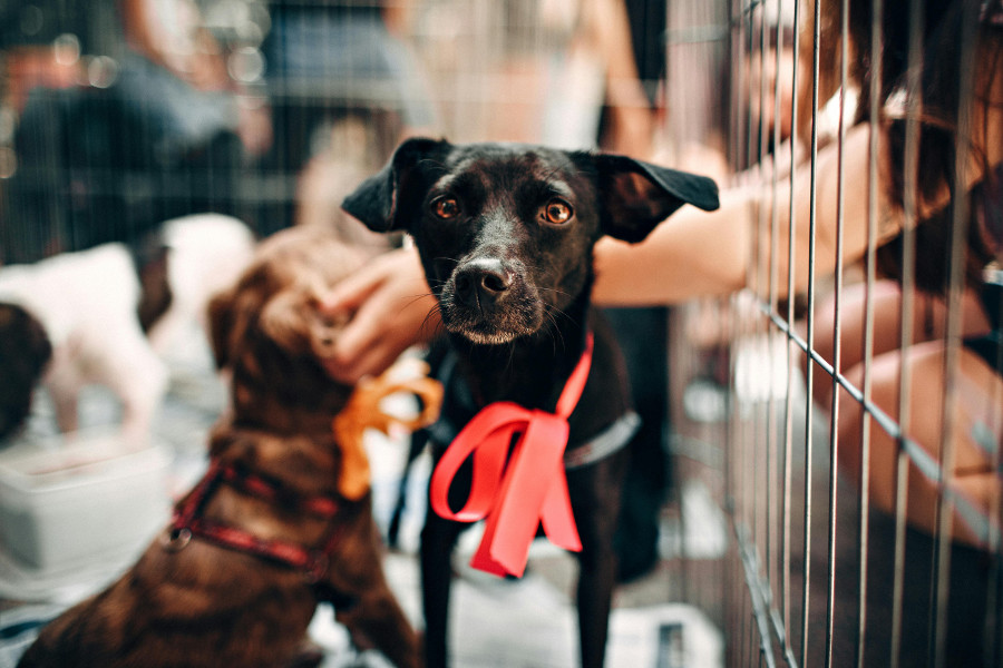 volunteer, animal shelters