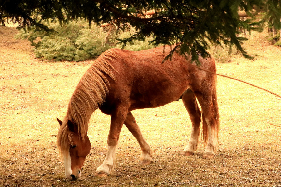 horse in forest
