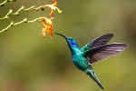Try birdwatching