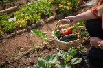 Start your own garden (outdoor- / container- / balcony gardening)