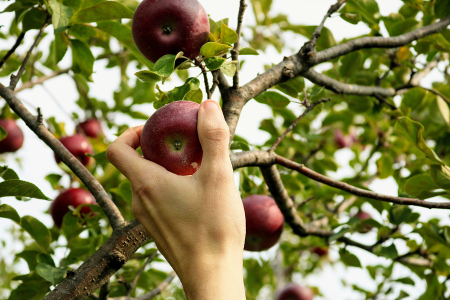 pick-your-own farm: apples
