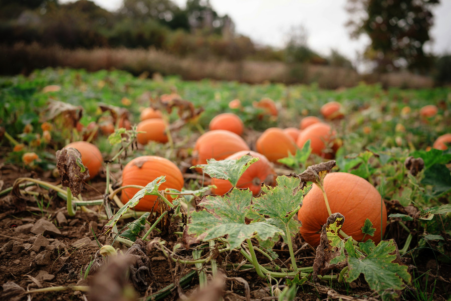 pick-your-own farm: pumpkins