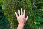 Hug a tree