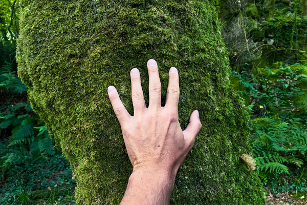 How to Embrace Nature: The Healing Power of Hugging Trees And How You Can Benefit from It