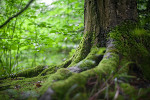 Plant a tree for the future
